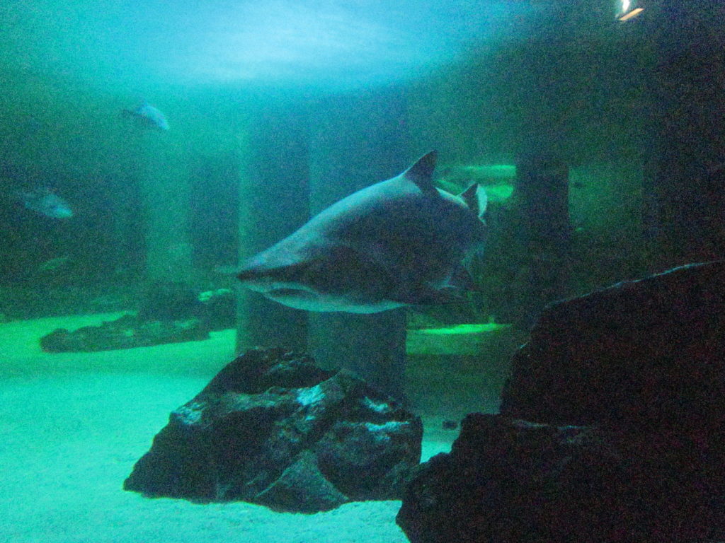 acquario di cattolica